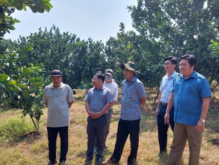 Ban kinh tế - ngân sách HĐND tỉnh khảo sát các mô hình hỗ trợ liên kết sản xuất nông nghiệp trên địa bàn tỉnh
