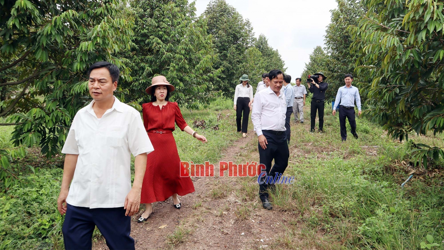 thăm sầu riêng 1