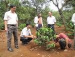 Ban KTNS HĐND tỉnh khỏa sát mô hình xen cà phê dưới tá điều của hộ ông Triệu Văn Đội, xã Bom bo, huyện Bù Đăng